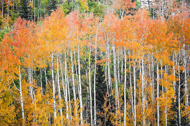 istock rocky mountain autumn landscape 517058571
