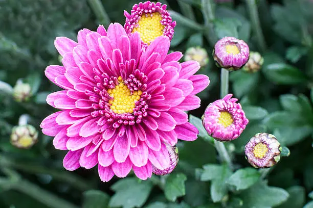 Photo of Chrysanthemums awaken