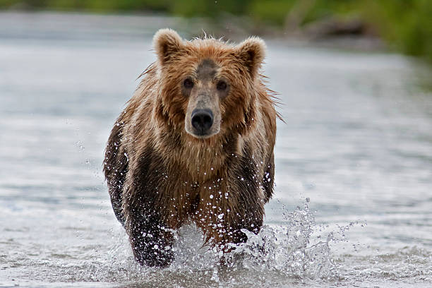 istock The brown bear fishes 517059052