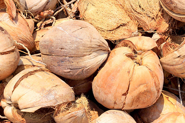 istock Pile of discarded coconut husk 517059293