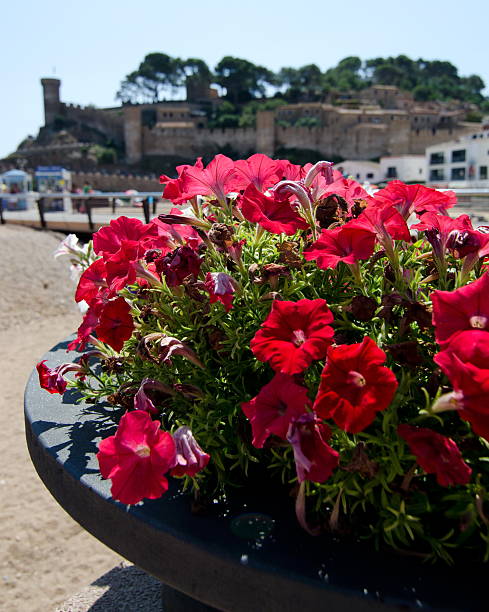 Petunias in a stone flower bed at a beach