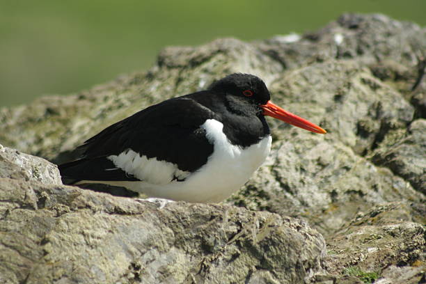 istock Oystercatcher sitting on rock 517060299