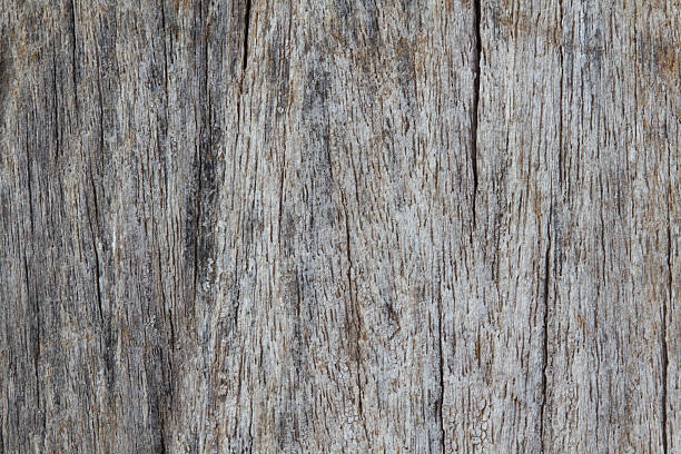 istock Wood texture of macro 517060869