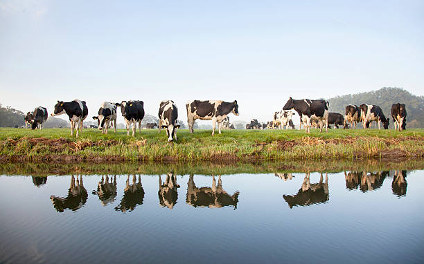 krowy paść się na łące w pobliżu zeist w holandii i odbicia - paść zdjęcia i obrazy z banku zdjęć
