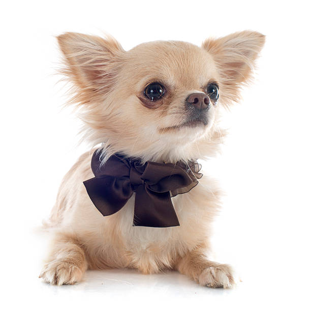 istock puppy chihuahua 517074507