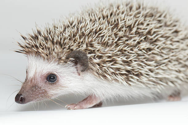 istock Atelerix albiventris, African pygmy hedgehog. 517074519
