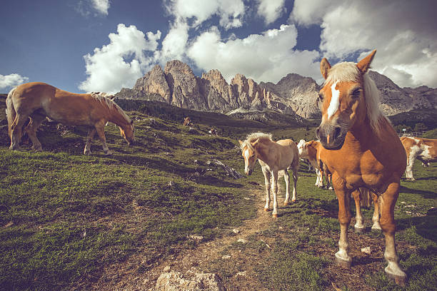 istock haflinger horses on the Dolomites 517074914