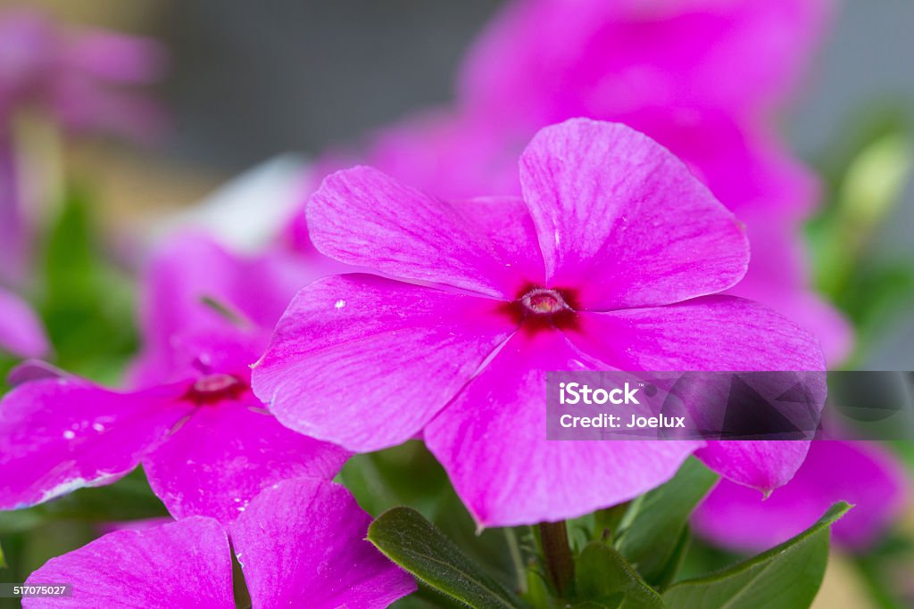 Catharanthus roseus flower Gentianales Stock Photo