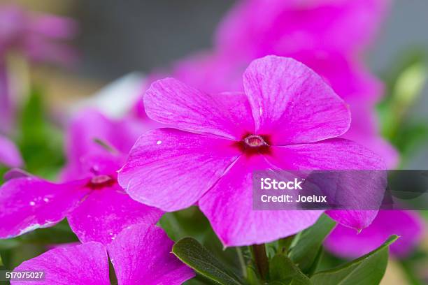 Catharanthus Roseus Flower Stock Photo - Download Image Now - Gentianales, Healthcare And Medicine, Horizontal