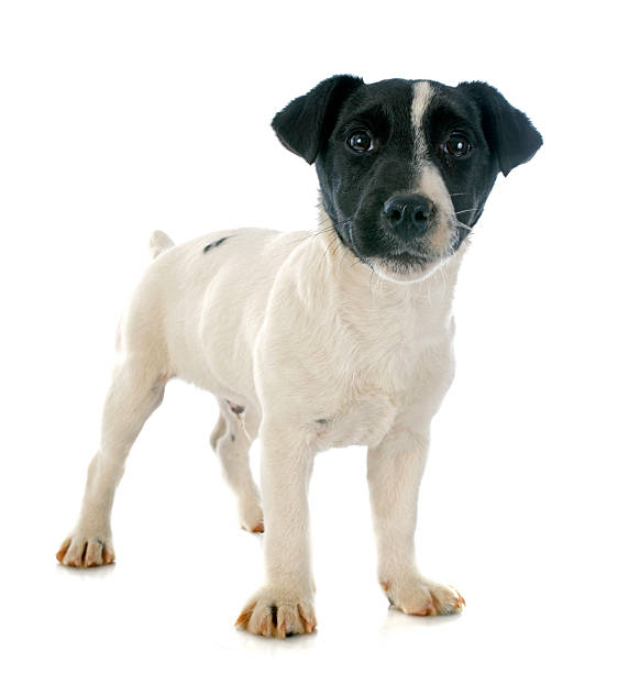 istock puppy jack russel terrier 517075837