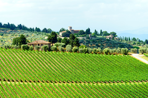 Landscape in Chianti (Florence, Tuscany, Italy) with vineyards and olive trees at summer
