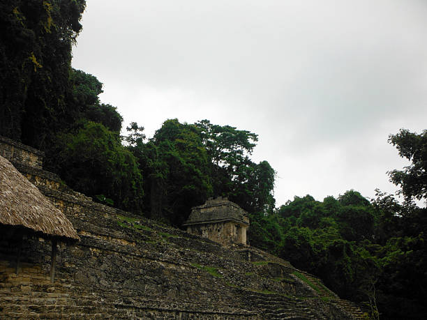 istock Jungle Overgrowing Mayan Site Palenque 517076570