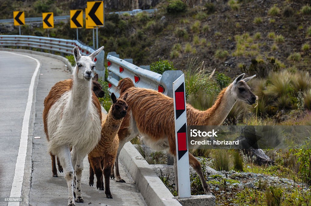 Lamas （フェルナンド・ラマス）ファミリーのエル Cajas 国立公園、エクアドル - アルパカのロイヤリティフリーストックフォト