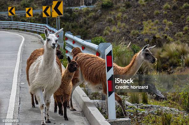 Lamas フェルナンドラマスファミリーのエル Cajas 国立公園エクアドル - アルパカのストックフォトや画像を多数ご用意 - アルパカ, エクアドル, ビクーニャ