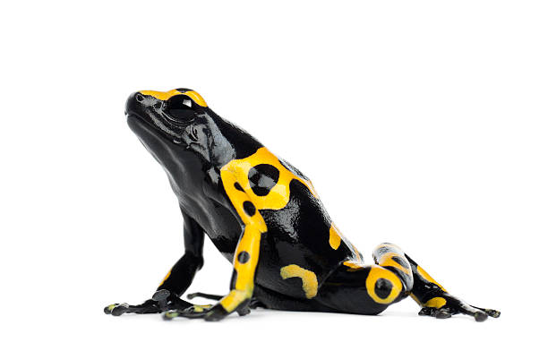 Yellow-Banded Poison Dart Frog, also known as Bumblebee Poison Frog Yellow-Banded Poison Dart Frog, also known as a Yellow-Headed Poison Dart Frog and Bumblebee Poison Frog, Dendrobates leucomelas, against white background poison arrow frog stock pictures, royalty-free photos & images