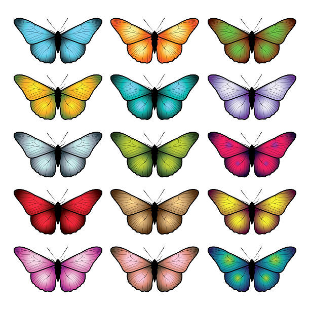 Set of butterflies isolated on white background.