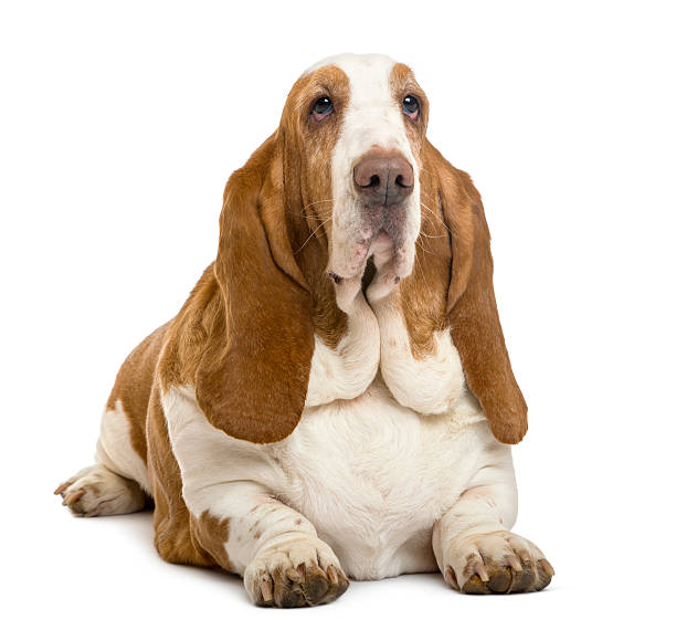 istock Basset Hound lying, isolated on white 517077326