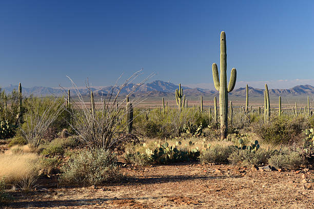 istock Desert plants at Saguaro National Park 517077702