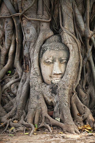 istock Ancient head of Buddha statue in tree root, Ayutthaya, Thailand 517079032