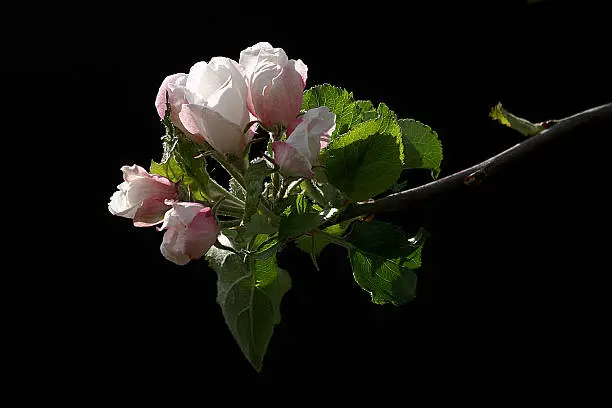 Fresh, sunny appleblossom against a black background gives a beautiful contrast.