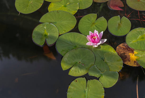 istock Waterlily in garden 517079555