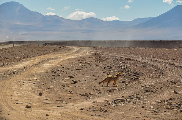 desert fox in sur lipez, south bolivia - geyser nature south america scenics foto e immagini stock