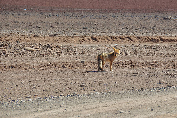 desert fox in sur lipez, south bolivia - geyser nature south america scenics foto e immagini stock