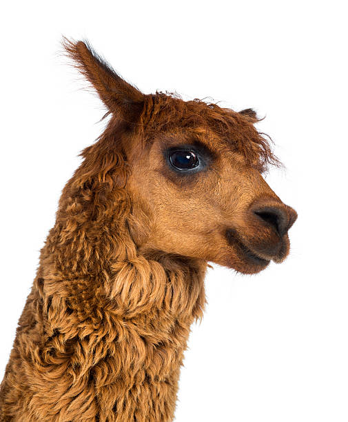 istock Close-up of Alpaca against white background 517079774