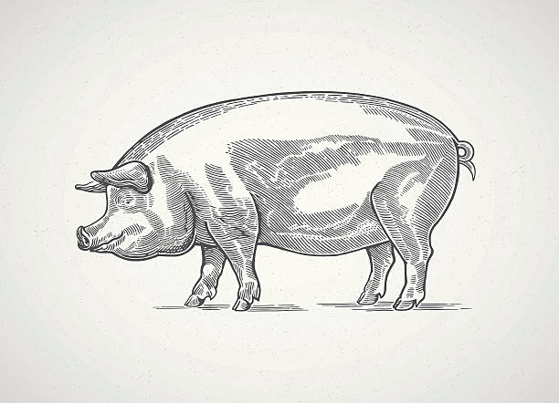 illustrations, cliparts, dessins animés et icônes de cochon graphique. - pig