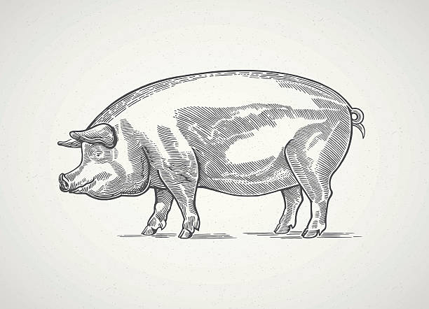 Graphical pig. Pig in the  graphic style. Drawn by hand, can be used as design element. pork illustrations stock illustrations