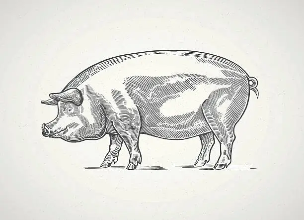 Vector illustration of Graphical pig.