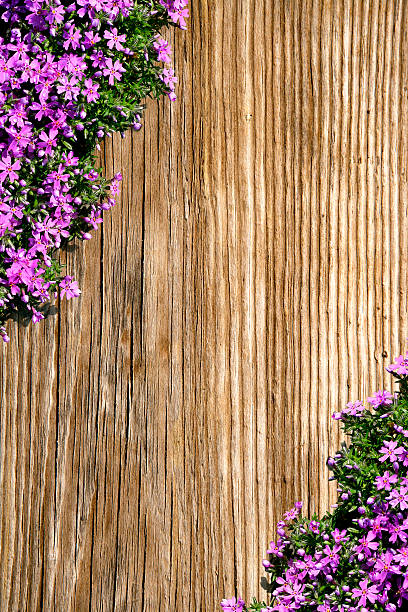Border made of pink phlox on an old wood background. Space for copy inside.