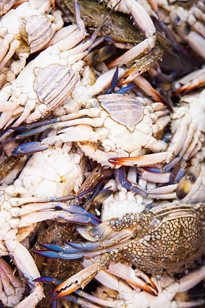 istock At the Fish market in Abu Dhabi 517081094