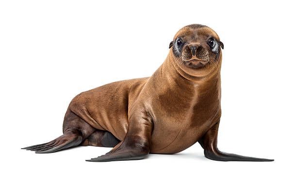 Young California Sea Lion, Zalophus californianus, portrait, 3 months old Young California Sea Lion, Zalophus californianus, portrait, 3 months old against white background young animal stock pictures, royalty-free photos & images