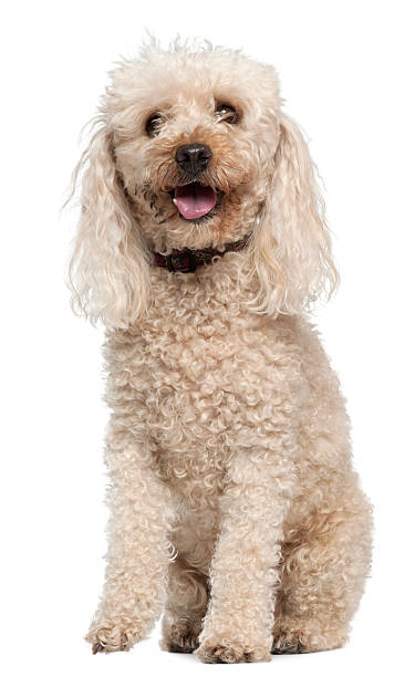 istock Poodle, 13 years old, sitting in front of white background 517083192