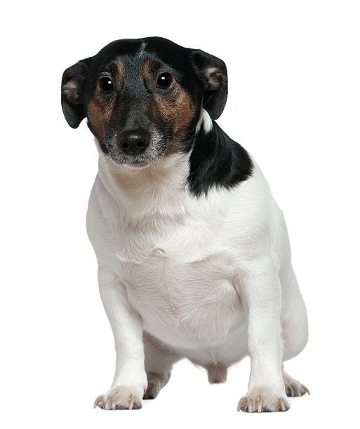 istock Jack Russell Terrier, 2 and a half years old, sitting 517083260