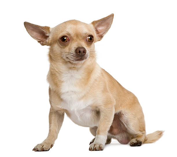 istock Chihuahua, 2 years old, in front of white background 517083422