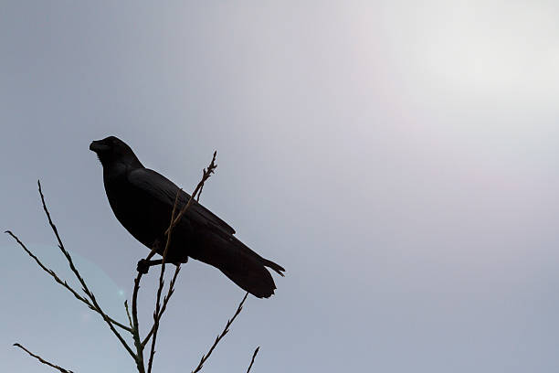 istock raven sits on a thin branch and sunny hotspot 517084046