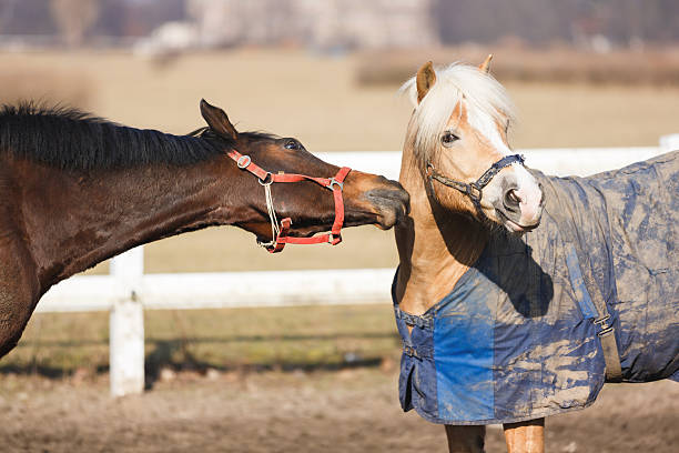 Horses playing in manege at spring sunny day outdoor