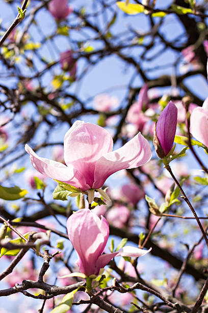 istock Blooming magnolia branch on a tree in the garden. 517085428