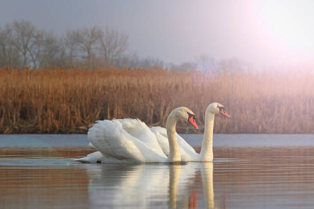 istock pair of white birds on a sunny lake 517085546