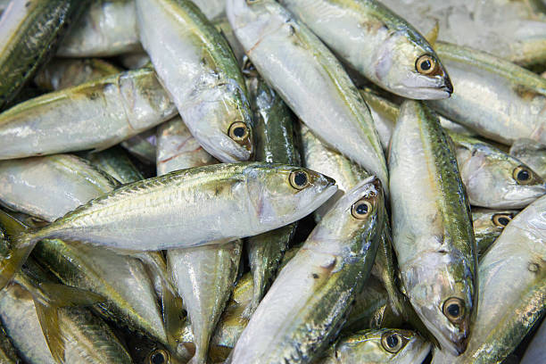 istock Sardines at a fish market 517085636