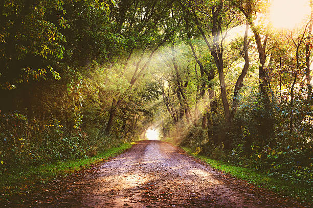 Treelined dirt road with sunbeams falling on it.
