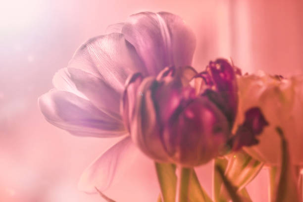 istock Tulips in purple tones 517089000