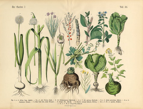 Very Rare, Beautifully Illustrated Antique Engraved Victorian Botanical Illustration of Vegetables, Fruit and Berries of the Garden: Plate 50, from The Book of Practical Botany in Word and Image (Lehrbuch der praktischen Pflanzenkunde in Wort und Bild), Published in 1886. Copyright has expired on this artwork. Digitally restored.