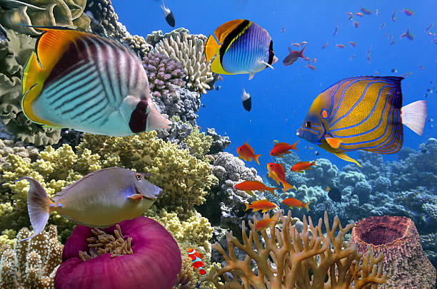 scena subacquea, mostrando diverse colorati pesci nuotare - reef fish foto e immagini stock