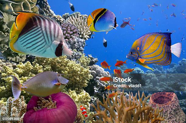 Underwater Scene Showing Different Colorful Fishes Swimming Stock Photo - Download Image Now