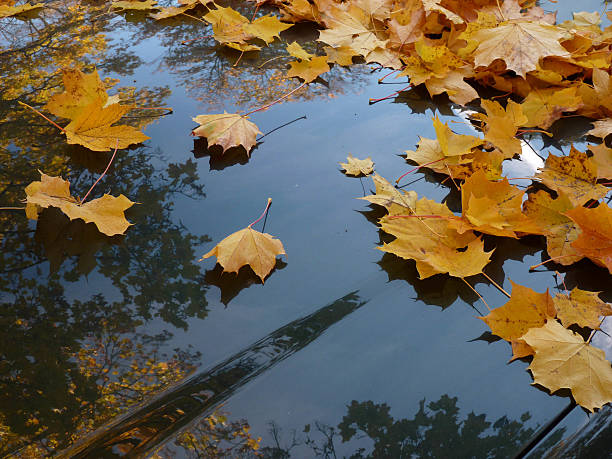istock Autumn leaves on car 517090051