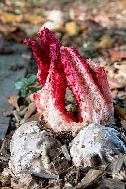 istock Octopus Stinkhorn as Clathrus archeri 517090939