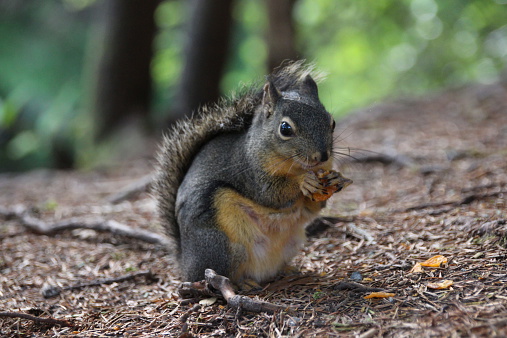 Douglas Squirrel (Tamiasciurus douglasii) eating